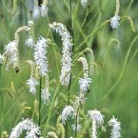 White Burnet - Sanguisorba tenuifolia `Alba`