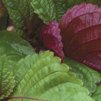 SHISO -  ‘Britton’ - Perilla frutescens