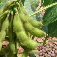 SOYBEAN - Glycine max