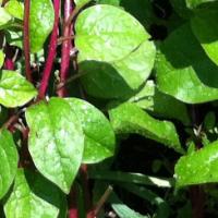 Spinach ‘Malabar Red Climbing’ - Basella rubra