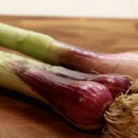 SPRING ONION ‘Red Beard’ - Allium fistulosum