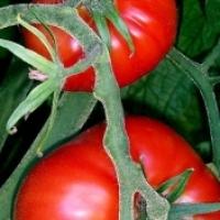 TOMATO 'Oregon Spring' - Lycopersicon esculentum