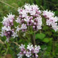 Valerian - Valeriana officinalis