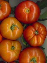 Tomato Rouge De Marmande Tray