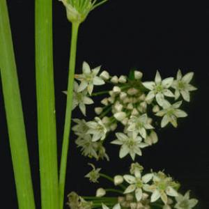 Chives, Chinese/Garlic - Allium tuberosum