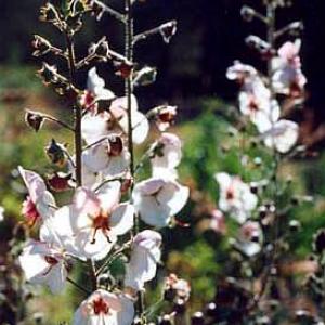 MULLEIN - Celsia roripifolia
