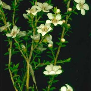 MANUKA - Leptospermum scoparium