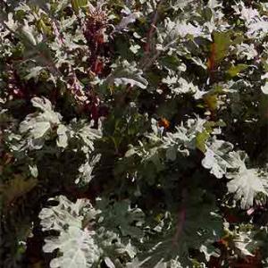 KALE 'Red Russian' - Brassica napus pabularia
