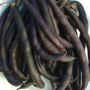 BEAN - BUSH  Royal Burgundy' - Phaseolus vulgaris