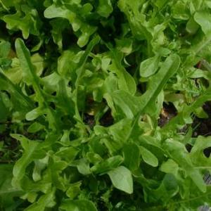 Lettuce 'Oak Leaf Green' - Lactuca sativa