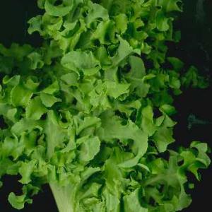 Lettuce 'Green Salad Bowl' - Lactuca sativa