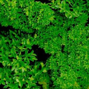 PARSLEY CURLY - Petroselinum crispum 'Smaragd'