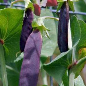 PEAS  'Purple Podded' - Pisum sativum var. arvense