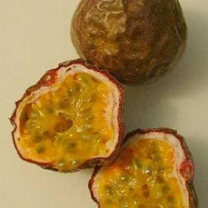 PASSIONFRUIT PURPLE - Passiflora edulis