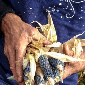 Hands holding blue corn cob