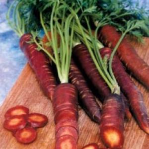 Carrot Purple Dayz