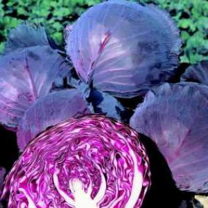 Cabbage Ruby
