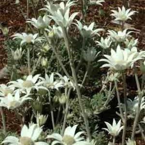 FLANNEL FLOWER - Actinotus helanthi