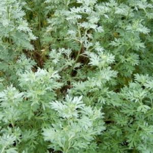 ABSINTHE WORMWOOD  - Artemisia absinthium