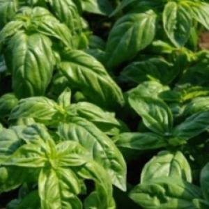 Basil ‘Sweet Italian’  - Ocimum basilicum