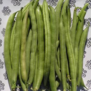 BEANS FRENCH ‘Provider’ - Phaseolus vulgaris