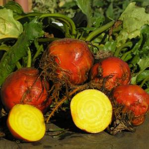 BEETROOT - ‘Golden’ - Beta vulgaris