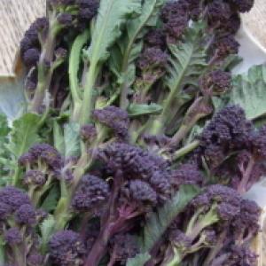 BROCCOLI ‘Purple Sprouting’ - Brassica oleracea var. Italic