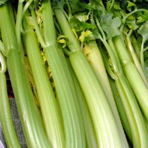 Celery ‘Tall Utah’  - Apium graveolens