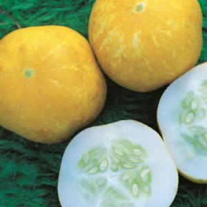 CUCUMBER ‘Crystal Lemon’  - Cucumis sativas