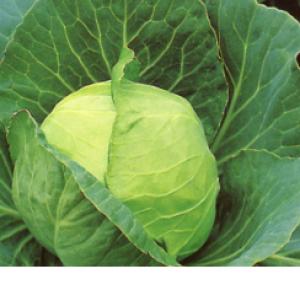 Cabbage ‘Golden Acre’ - Brassica oleracea (capitata group)