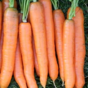 Carrot ‘All Seasons’ - Daucas carota ssp. Sativus