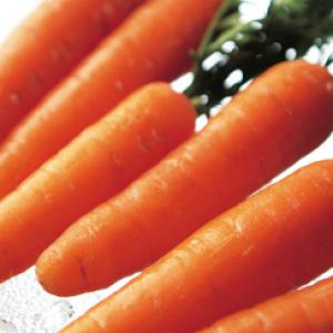 Carrot 'Amsterdam Forcing' - Daucus carota var. sativus