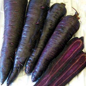 Carrot ‘Deep Purple’ F1 - Daucus carota var. sativus