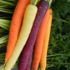 Carrot ‘Rainbow Mix’  - Daucus carota var. sativus