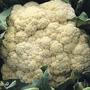 CAULIFLOWER ‘All Year Round’ - Brassica oleracea var. botrytis