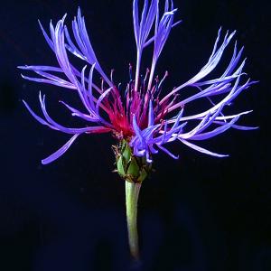 PERENNIAL CORNFLOWER - Centaurea montana