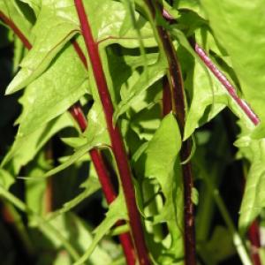 CHICORY 'Red Rib' - Cichorium intybus