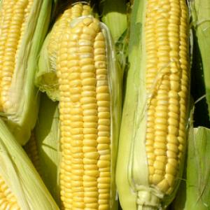 Sweet Corn ‘Max’ F1  - Zea mays