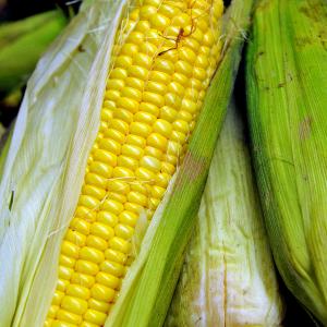 Sweet Corn ‘True Gold’ - Zea mays