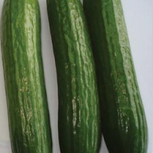 Cucumber ‘Biet Alpha’  - Cucumis sativas