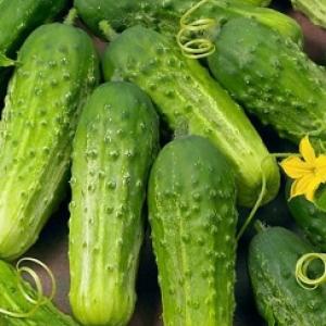 Cucumber ‘Pickling’  - Cucumis sativas