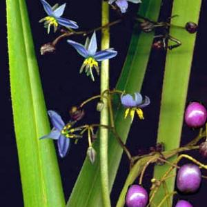 BLUE FLAX LILY - Dianella tasmanica