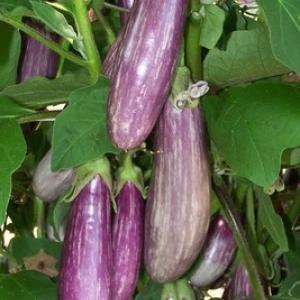 EGGPLANT ‘Lavender Blush’ F1 - Solanum melongena 
