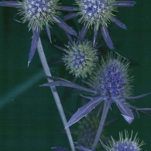 Sea Holly 'Blaukappe' - Eryngium planum ‘Blaukappe’