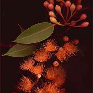 SCARLET FLOWERING GUM - Eucalyptus ficifolia