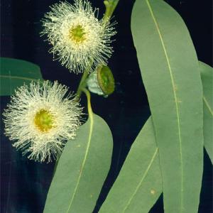 TASMANIAN BLUE GUM - Eucalyptus globulus