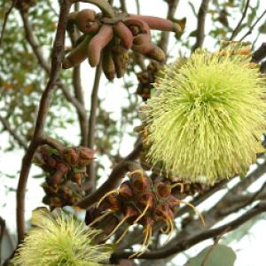 Bushy Yate - Eucalyptus conferruminata (lehmannii)