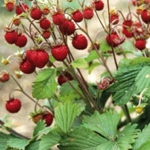 Woodland Strawberry - Fragaria vesca var. vesca