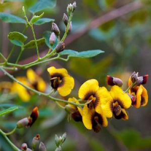 Golden Tip / Clover Bush - Goodia lotifolia