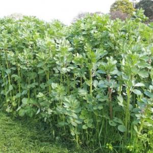 Green Manure ‘Soil and Worm Museli’ - GREEN MANURE – Autumn, Winter